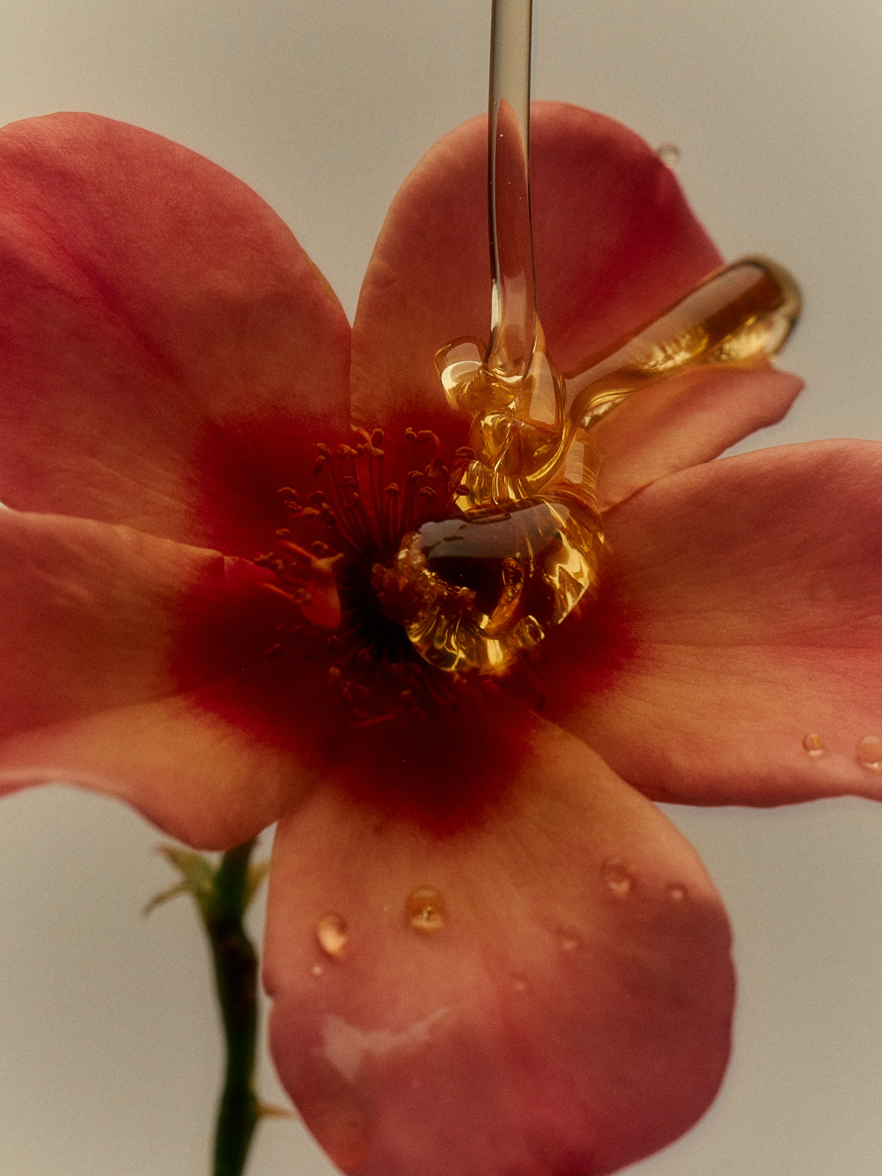 Garden Estate Rose Honey - Image 2