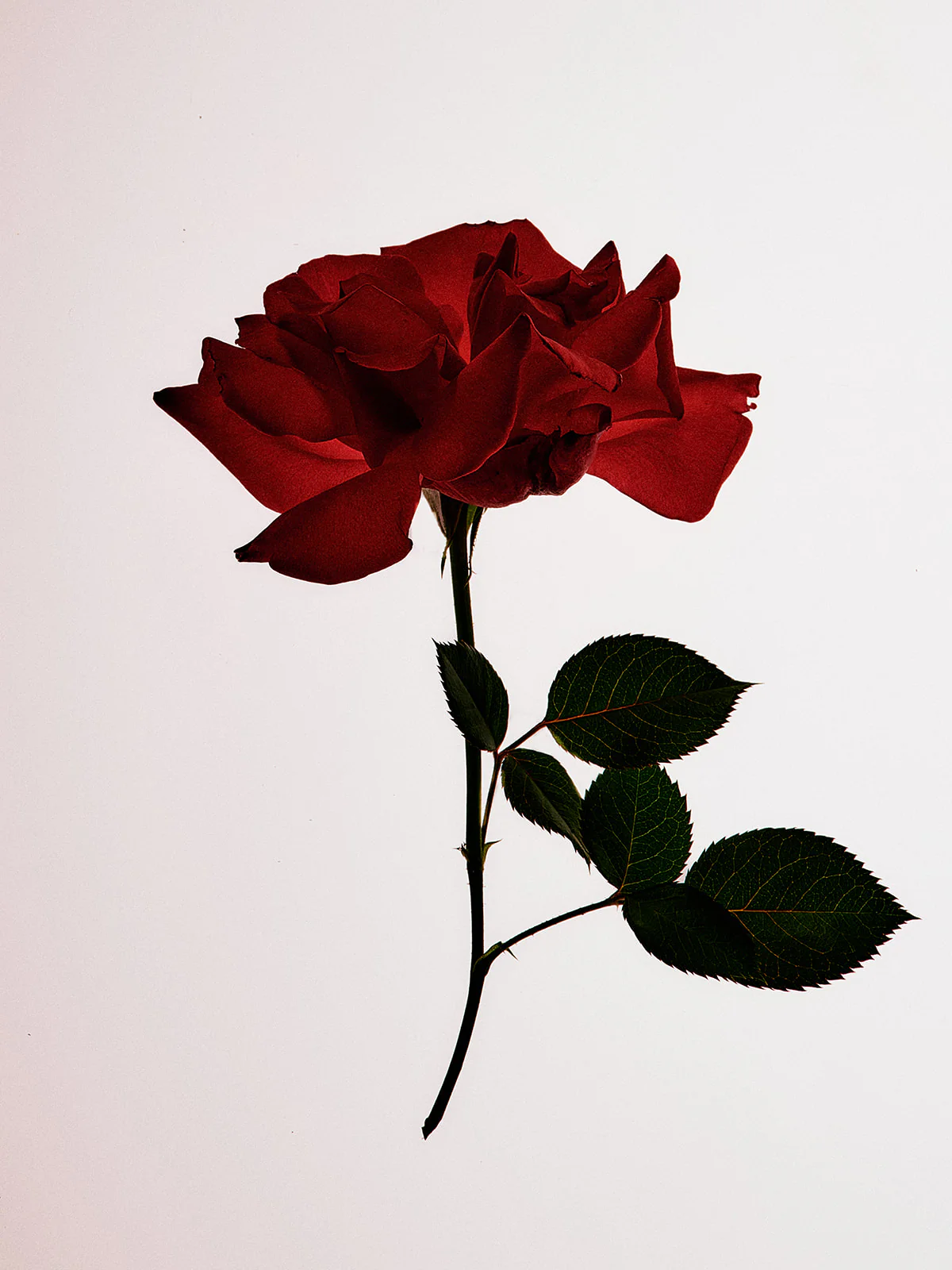Garden Estate Rose Honey - Image 4