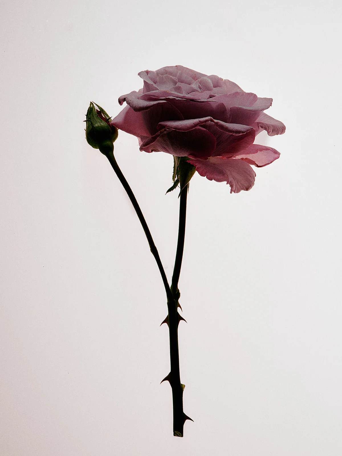 Garden Estate Rose Honey - Image 5
