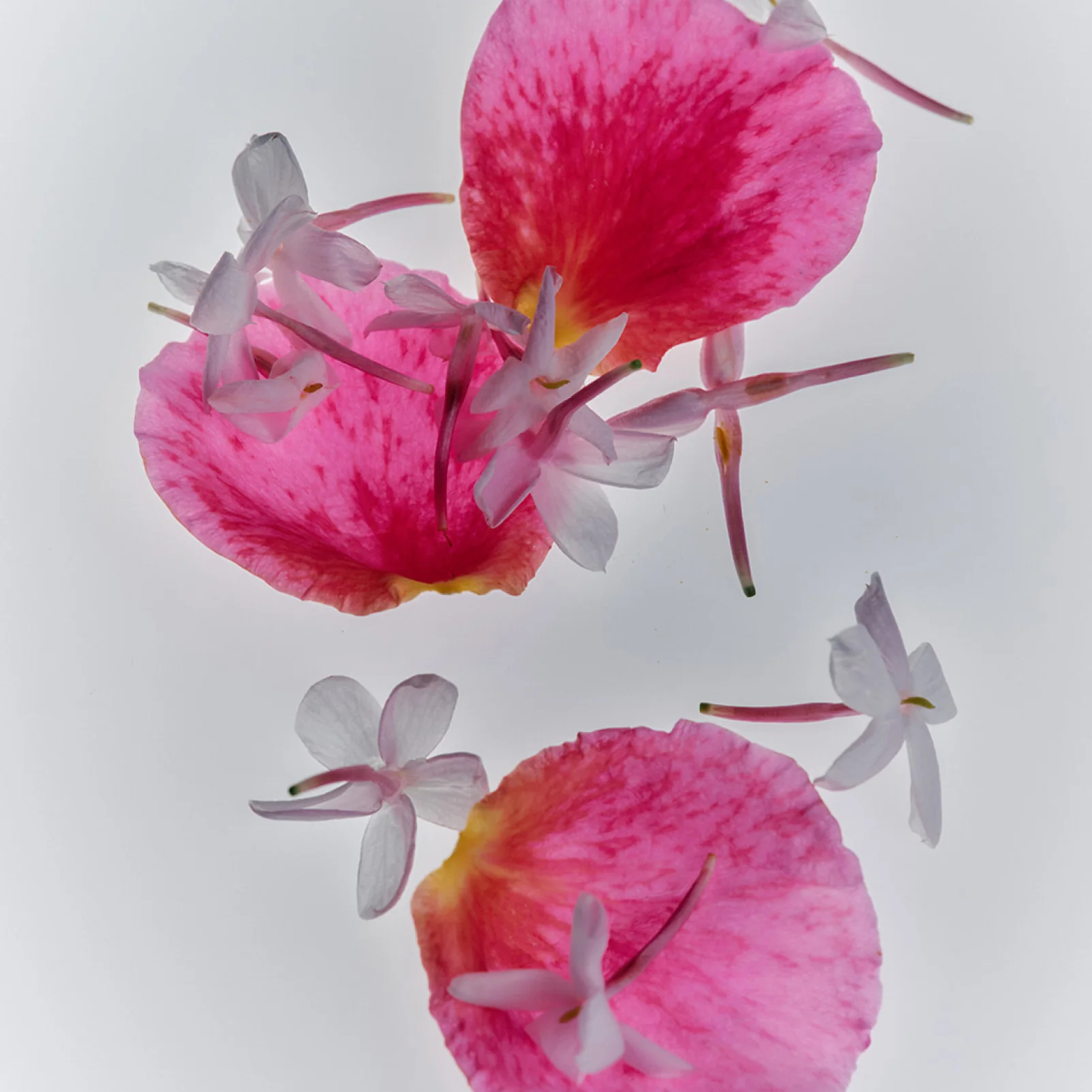 Jasmine Damask Rose Rich Cream - Image 11