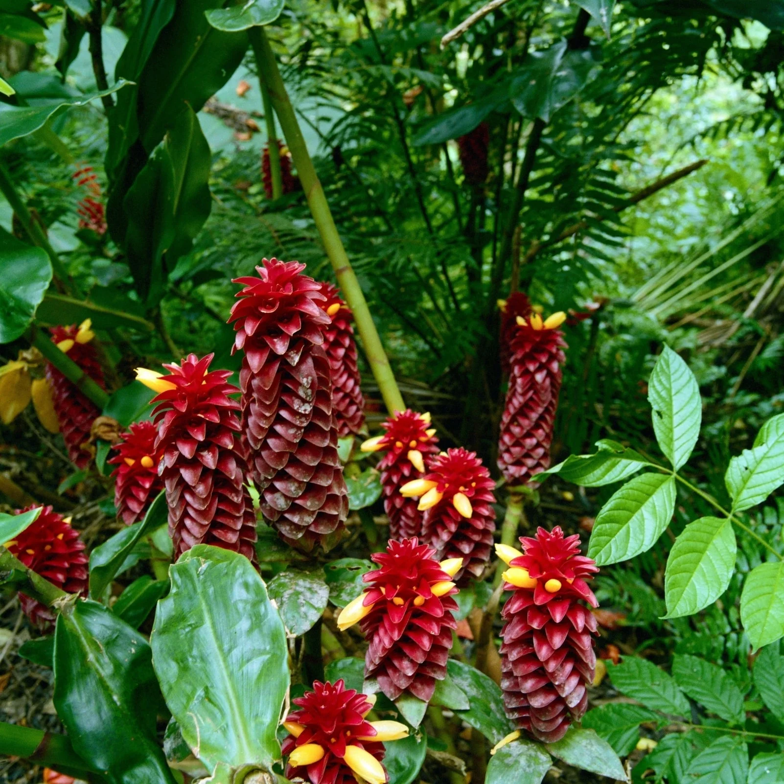 Royal Hawai'i Ginger Soap Brick - Image 3
